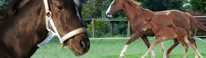 HM Stables - Hans Meganck