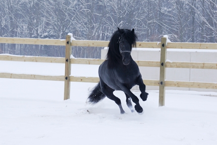 HM Stables - Hans Meganck