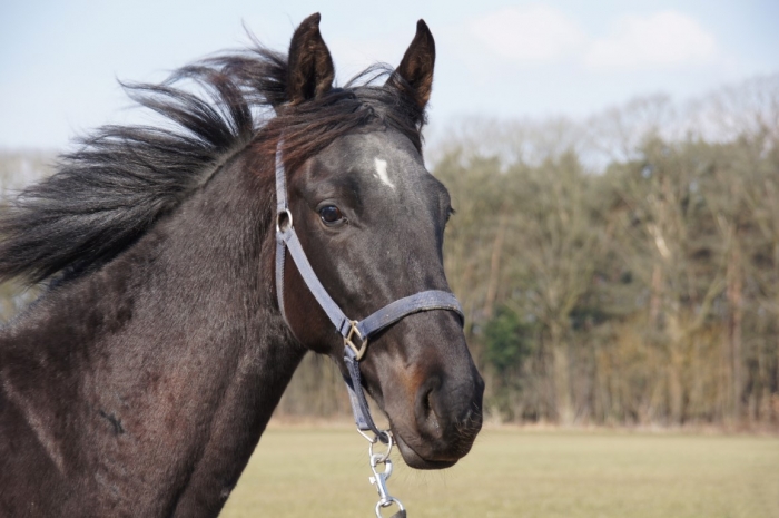 HM Stables - Hans Meganck - Lord Gribaldovan (in België gebleven)