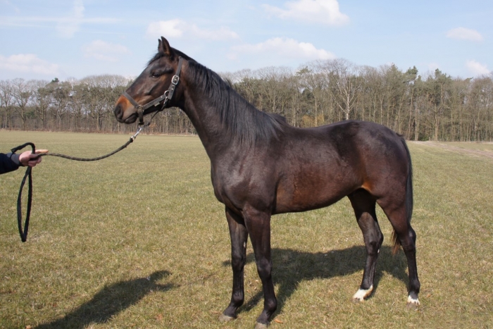 HM Stables - Hans Meganck - Lord Donovan (in België gebleven)