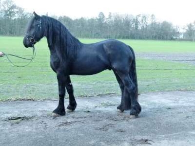 HM Stables - Hans Meganck - Barry (verkocht naar Duitsland)