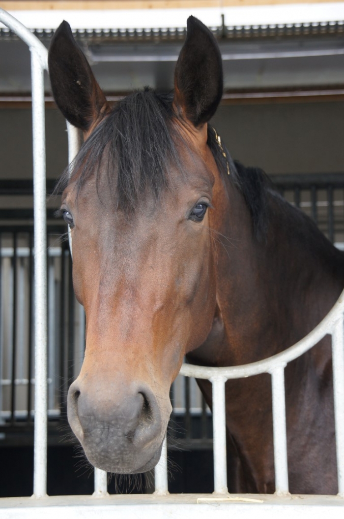 HM Stables - Hans Meganck - Luna (in België gebleven)