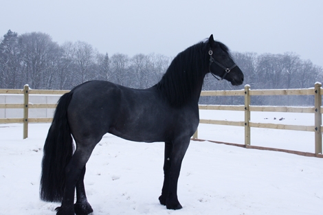 HM Stables - Hans Meganck - Bernard verkocht naar Duitsland (Apassionata)