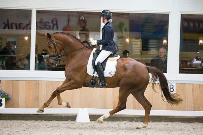 HM Stables - Hans Meganck - Hilbria E