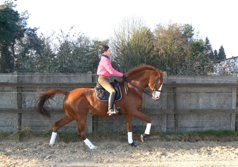 HM Stables - Hans Meganck - Pimberboy (verkocht naar USA)