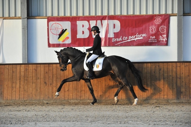 HM Stables - Hans Meganck - Sir Highlan (in België gebleven)