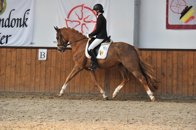 HM Stables - Hans Meganck - Fernandez (verkocht naar Taïwan)