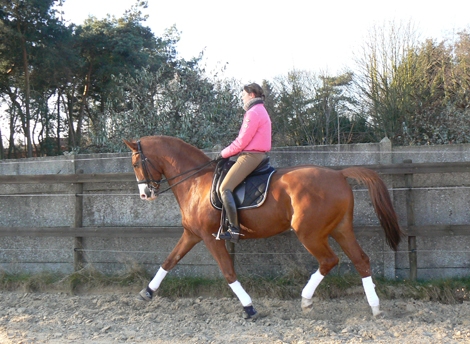 HM Stables - Hans Meganck - Pimberboy (verkocht naar USA)