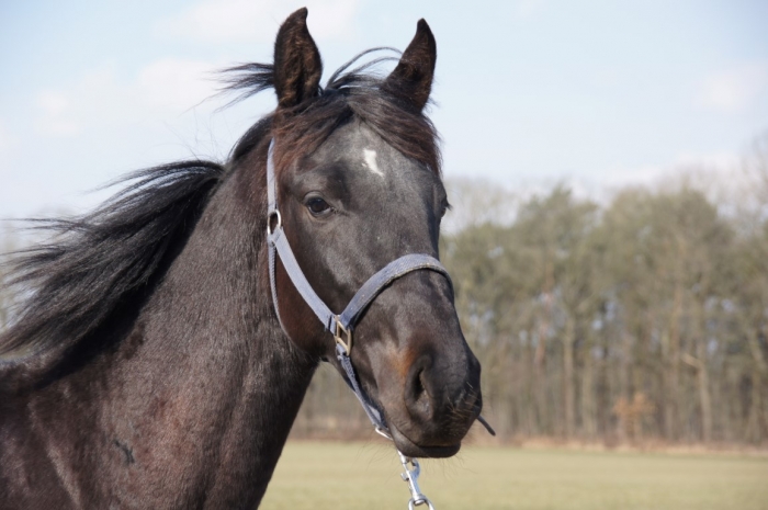 HM Stables - Hans Meganck - Lord Gribaldovan (in België gebleven)