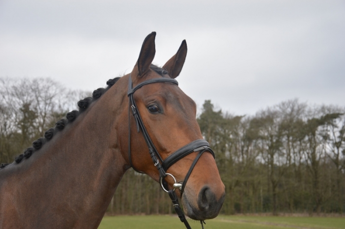 HM Stables - Hans Meganck - Duchesse (in België gebleven)