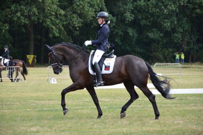 HM Stables - Hans Meganck - Nouvelle