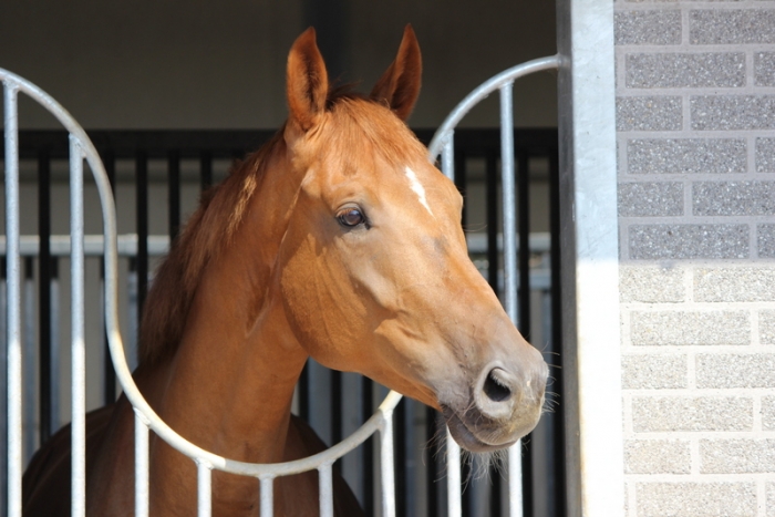 HM Stables - Hans Meganck - Cylandro (in België gebleven)