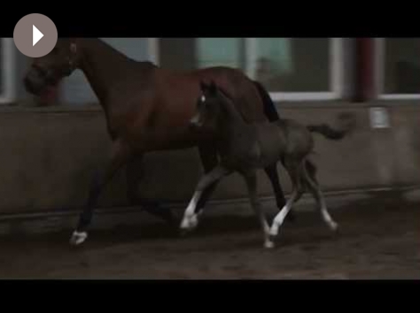 HM Stables - Hans Meganck - Heaven E (in België gebleven)