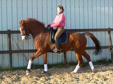 HM Stables - Hans Meganck - Pimberboy (verkocht naar USA)