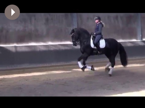 HM Stables - Hans Meganck - Bernard verkocht naar Duitsland (Apassionata)