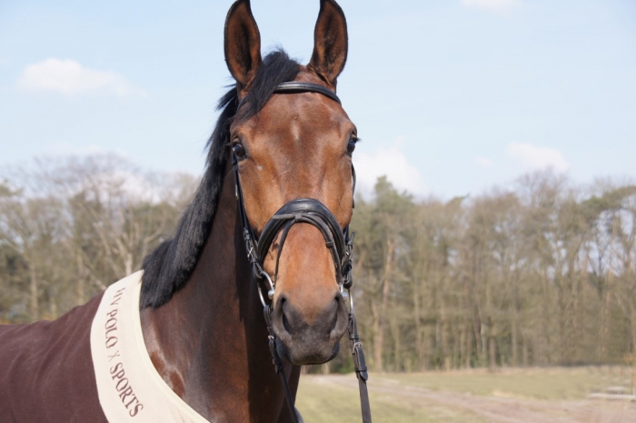 HM Stables - Hans Meganck - Duchesse (in België gebleven)