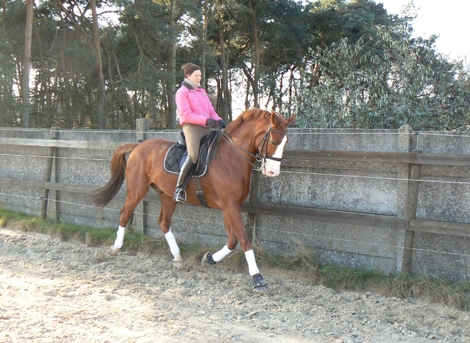 HM Stables - Hans Meganck - Pimberboy (verkocht naar USA)