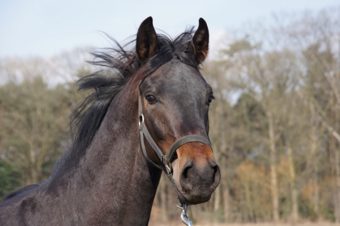 HM Stables - Hans Meganck - Lord Donovan (in België gebleven)