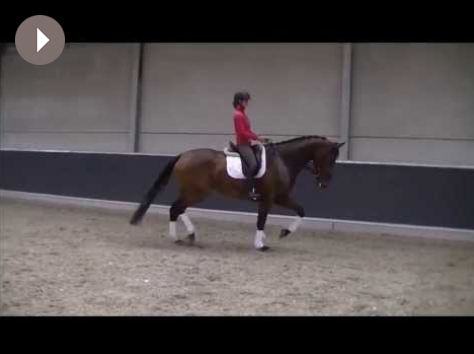 HM Stables - Hans Meganck - Duchesse (in België gebleven)