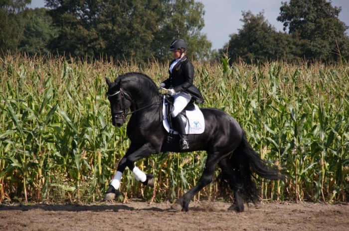 HM Stables - Hans Meganck - Bernard verkocht naar Duitsland (Apassionata)