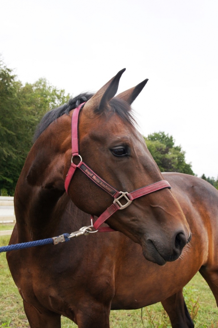 HM Stables - Hans Meganck - Hardies