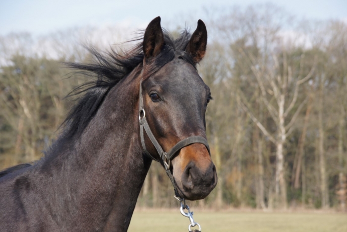 HM Stables - Hans Meganck - Lord Donovan (in België gebleven)