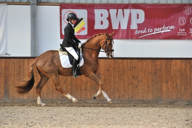 HM Stables - Hans Meganck - Fernandez (verkocht naar Taïwan)