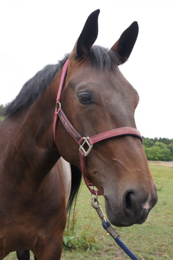 HM Stables - Hans Meganck - Hardies