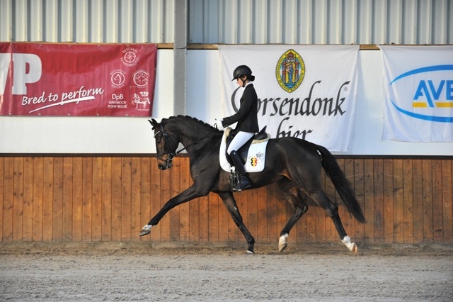 HM Stables - Hans Meganck - Sir Highlan (in België gebleven)