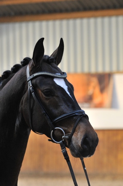 HM Stables - Hans Meganck - Sir Highlan (in België gebleven)