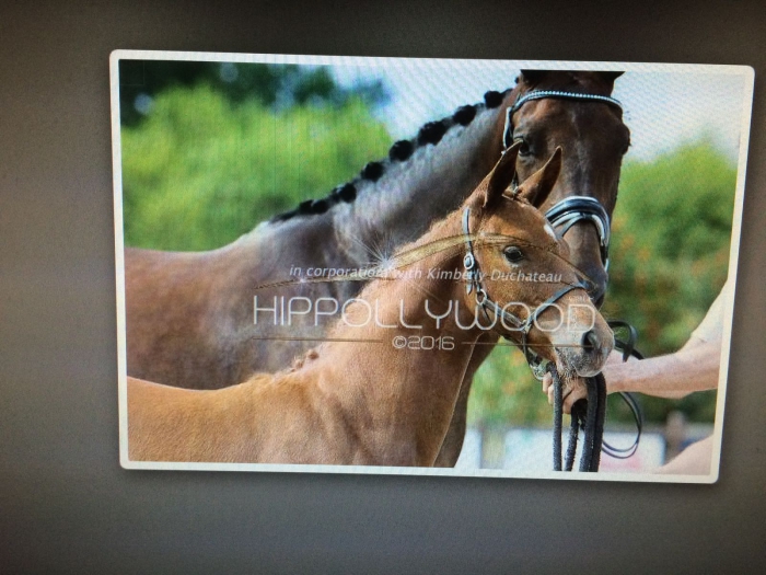 HM Stables - Hans Meganck - Lemonade (verkocht, in België gebleven)