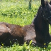 HM Stables - Hans Meganck - Nouvelle