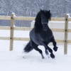 HM Stables - Hans Meganck - Bernard verkocht naar Duitsland (Apassionata)