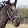 HM Stables - Hans Meganck - Lord Gribaldovan (in België gebleven)