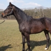 HM Stables - Hans Meganck - Lord Donovan (in België gebleven)