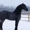 HM Stables - Hans Meganck - Bernard verkocht naar Duitsland (Apassionata)