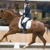 HM Stables - Hans Meganck