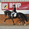 HM Stables - Hans Meganck - Sir Highlan (in België gebleven)