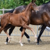 HM Stables - Hans Meganck - Miami (verkocht, in België gebleven)