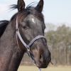 HM Stables - Hans Meganck - Lord Gribaldovan (in België gebleven)