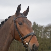 HM Stables - Hans Meganck - Duchesse (in België gebleven)