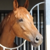 HM Stables - Hans Meganck - Cylandro (in België gebleven)