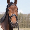 HM Stables - Hans Meganck - Duchesse (in België gebleven)