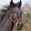 HM Stables - Hans Meganck - Lord Donovan (in België gebleven)