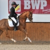 HM Stables - Hans Meganck - Fernandez (verkocht naar Taïwan)