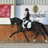 HM Stables - Hans Meganck - Sir Highlan (in België gebleven)