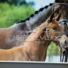 HM Stables - Hans Meganck